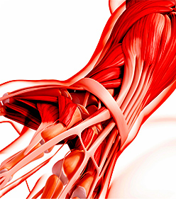 힘줄, 인대 손상